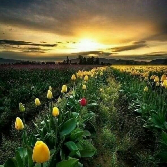 Meet your Posher Ambassador, Myesha - Picture 3 of 5